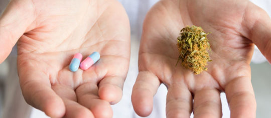 La différence entre le cannabis médical (cbd) et le cannabis récréatif (thc)