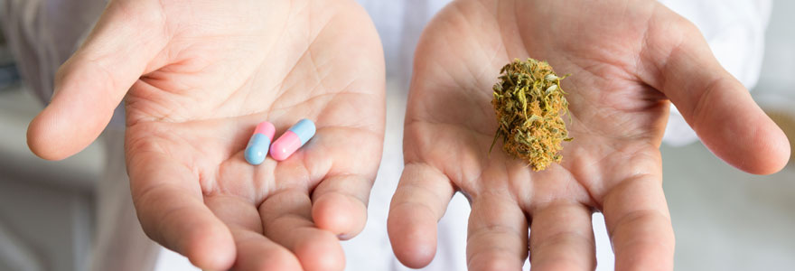 La différence entre le cannabis médical (cbd) et le cannabis récréatif (thc)