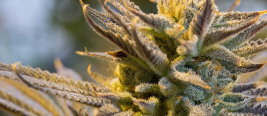 Les produits du cannabis thérapeutique